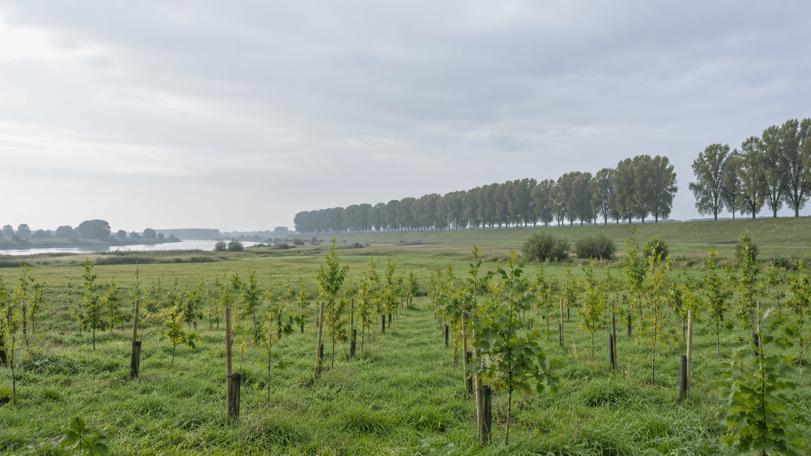 Jong bos met paaltjes langs een rivier, met een rij populieren aan de horizon